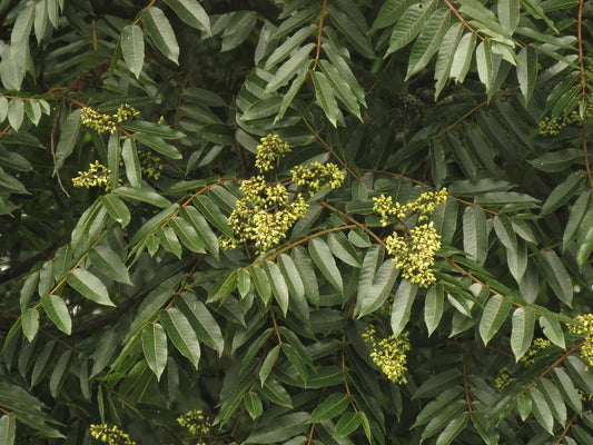 Crema de Manos Antiarrugas Perfumada Oriental Refresh 80ml AMPLEN