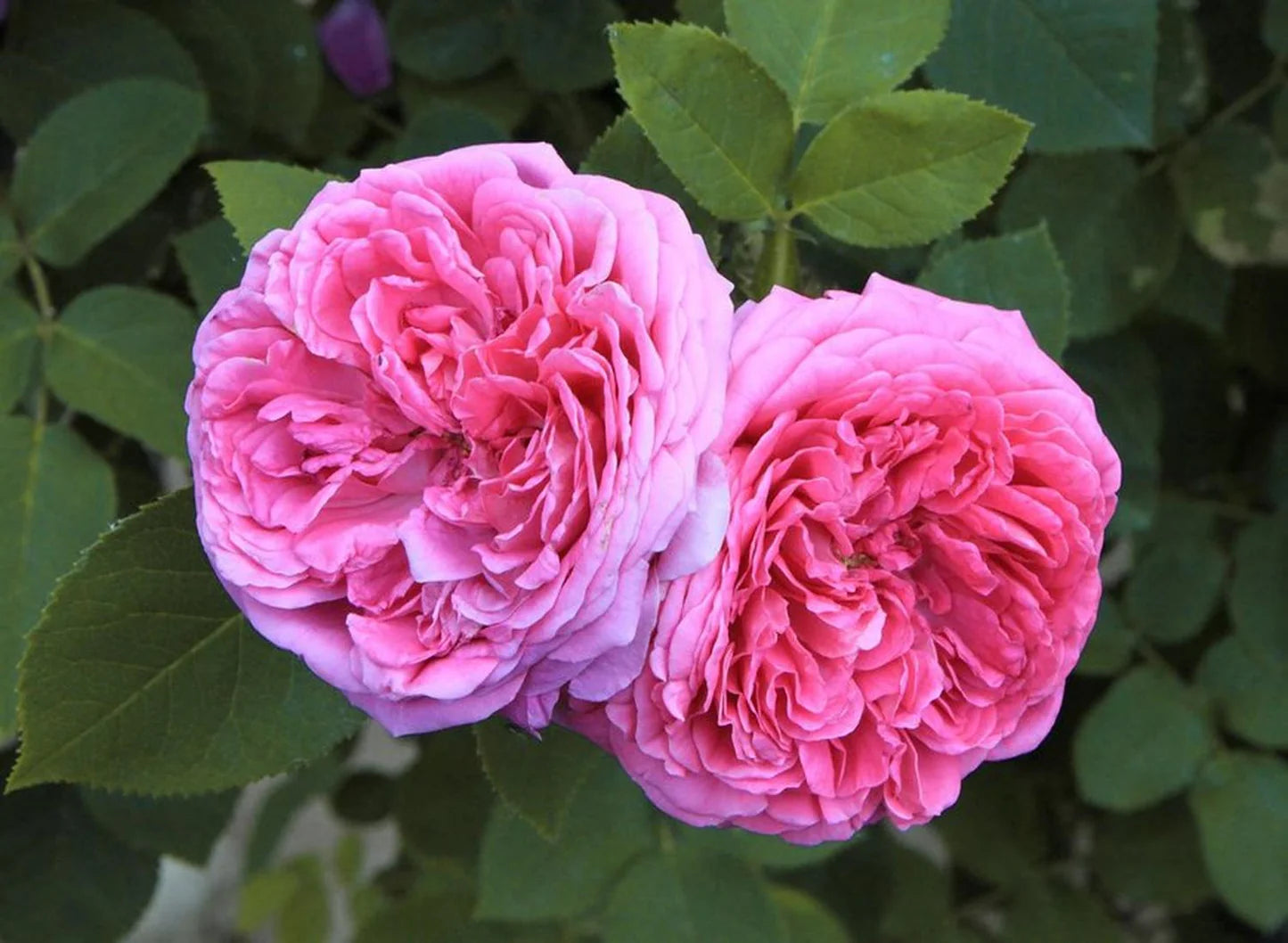 Crema de manos antiarrugas perfumada Florence Bouquet AMPLEN