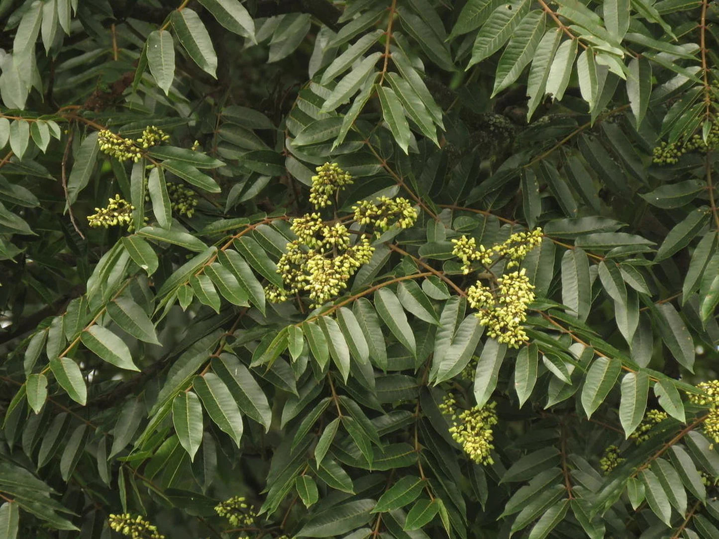 Crema de Manos Antiarrugas Perfumada Oriental Refresh 80ml AMPLEN